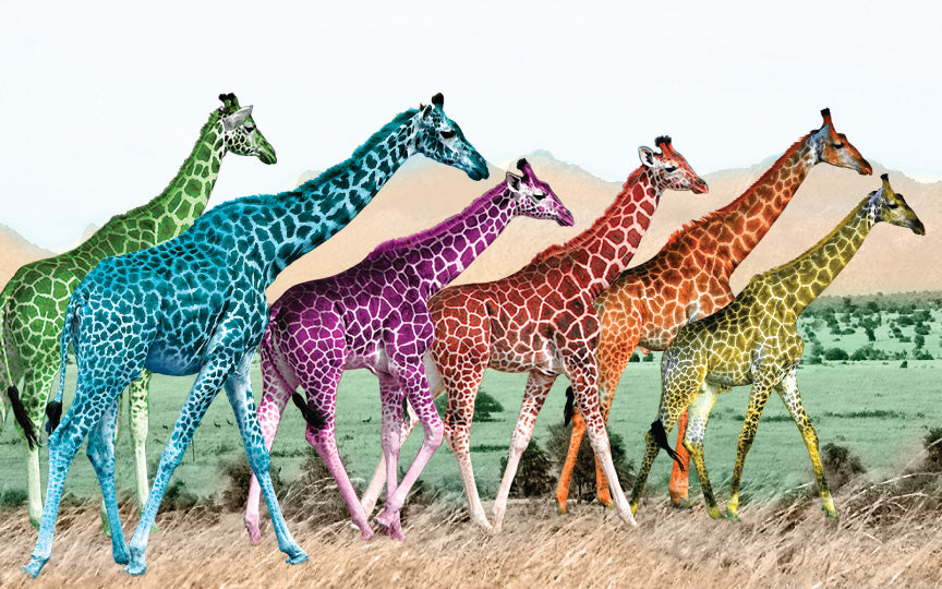 Wood Frames - Zoo - Giraffe Rainbow