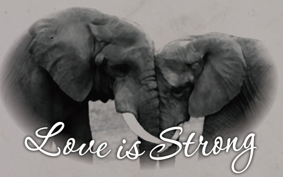 Wood Frames - Zoo - Love Is Strong